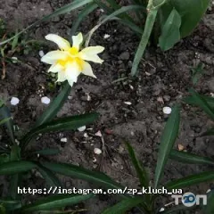 Лого Ключ, агентство нерухомості